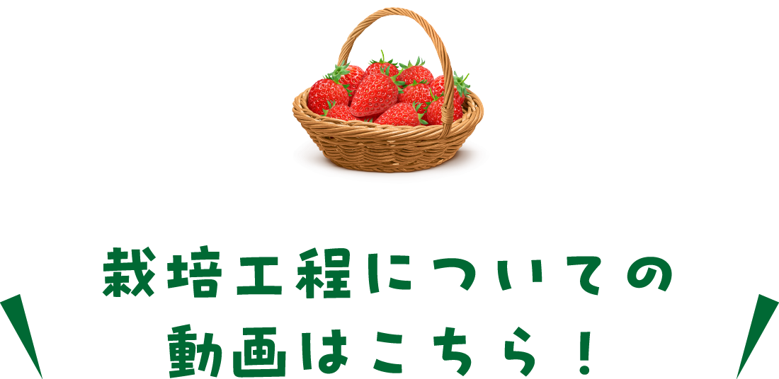 いちご狩りのコツをご紹介！